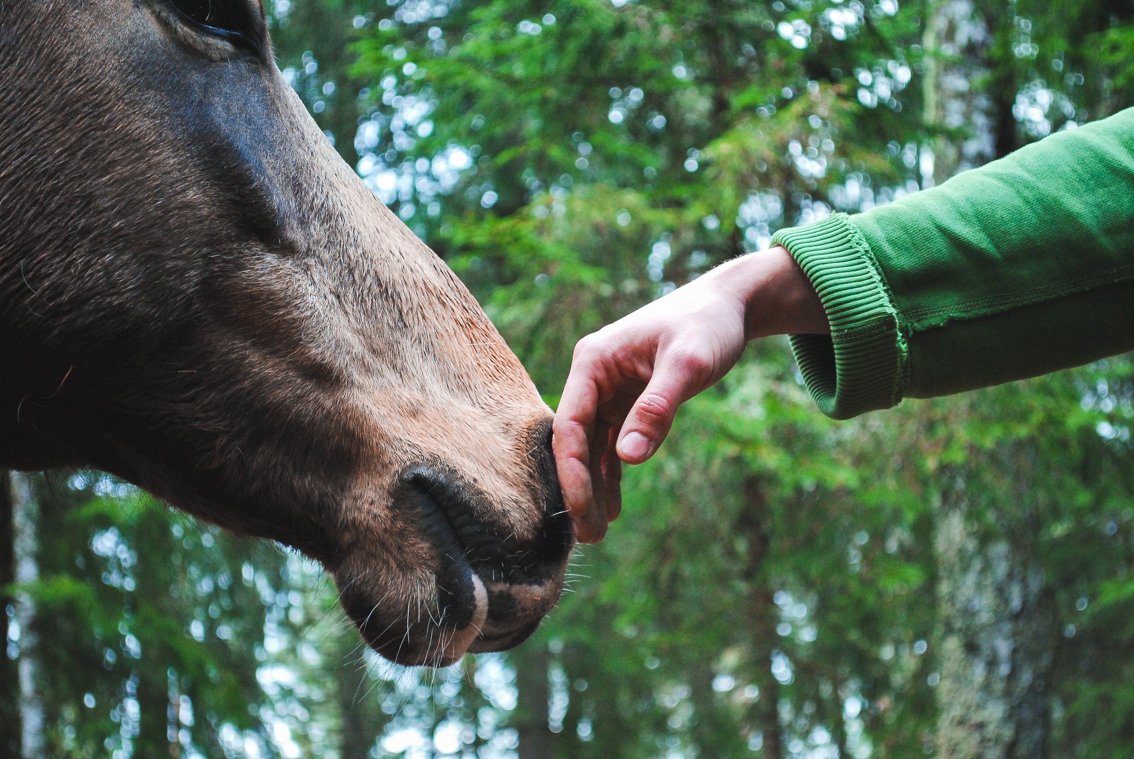 Tips to Help Horses and Riders During COVID-19