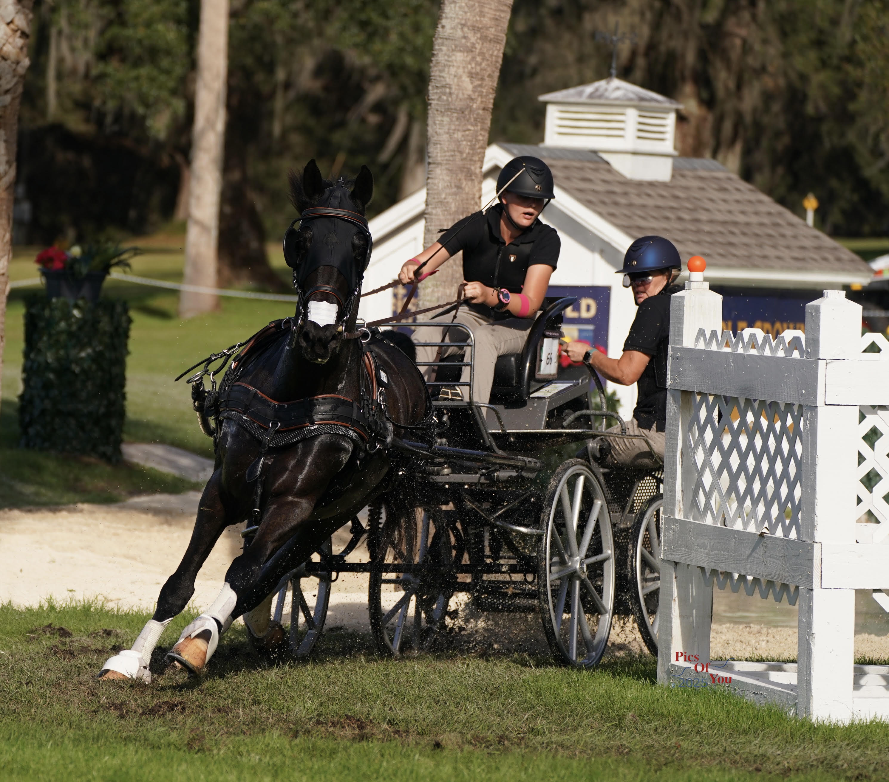 Horse Leg Injuries Prevention: What You Need to Know