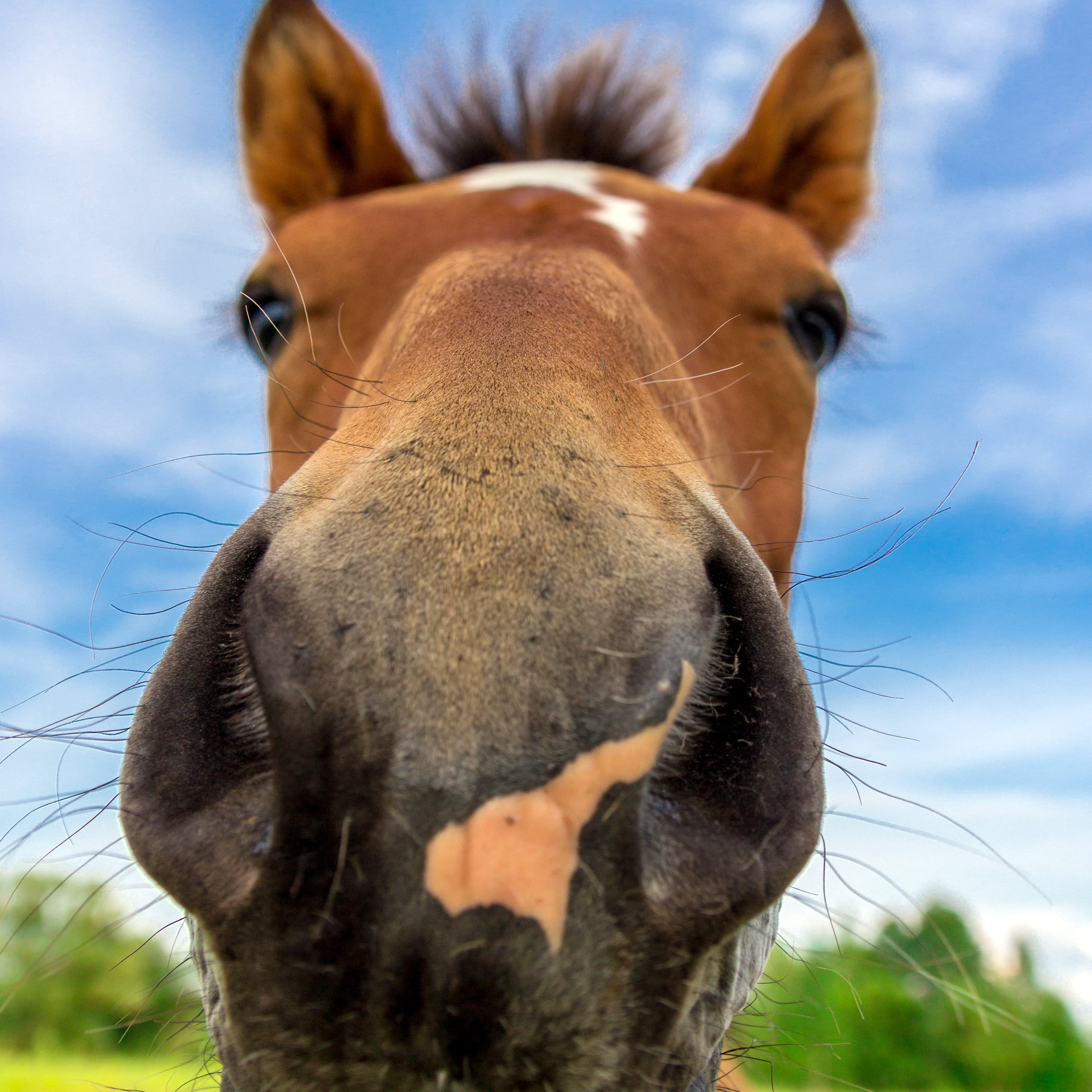 The Impacts of Obligate Nasal Breathing