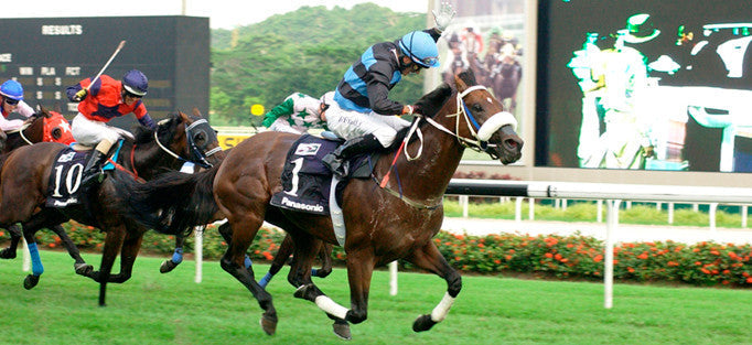 Spotting the Signs of Horse Respiratory Stress