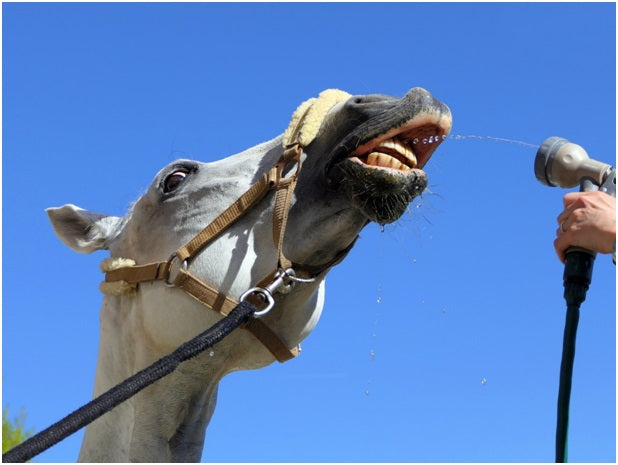 How to Keep Horses Cool During the Summer