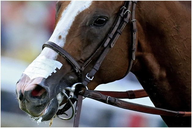 Tips to Keep Horses Safe on Race Day: FLAIR Strips