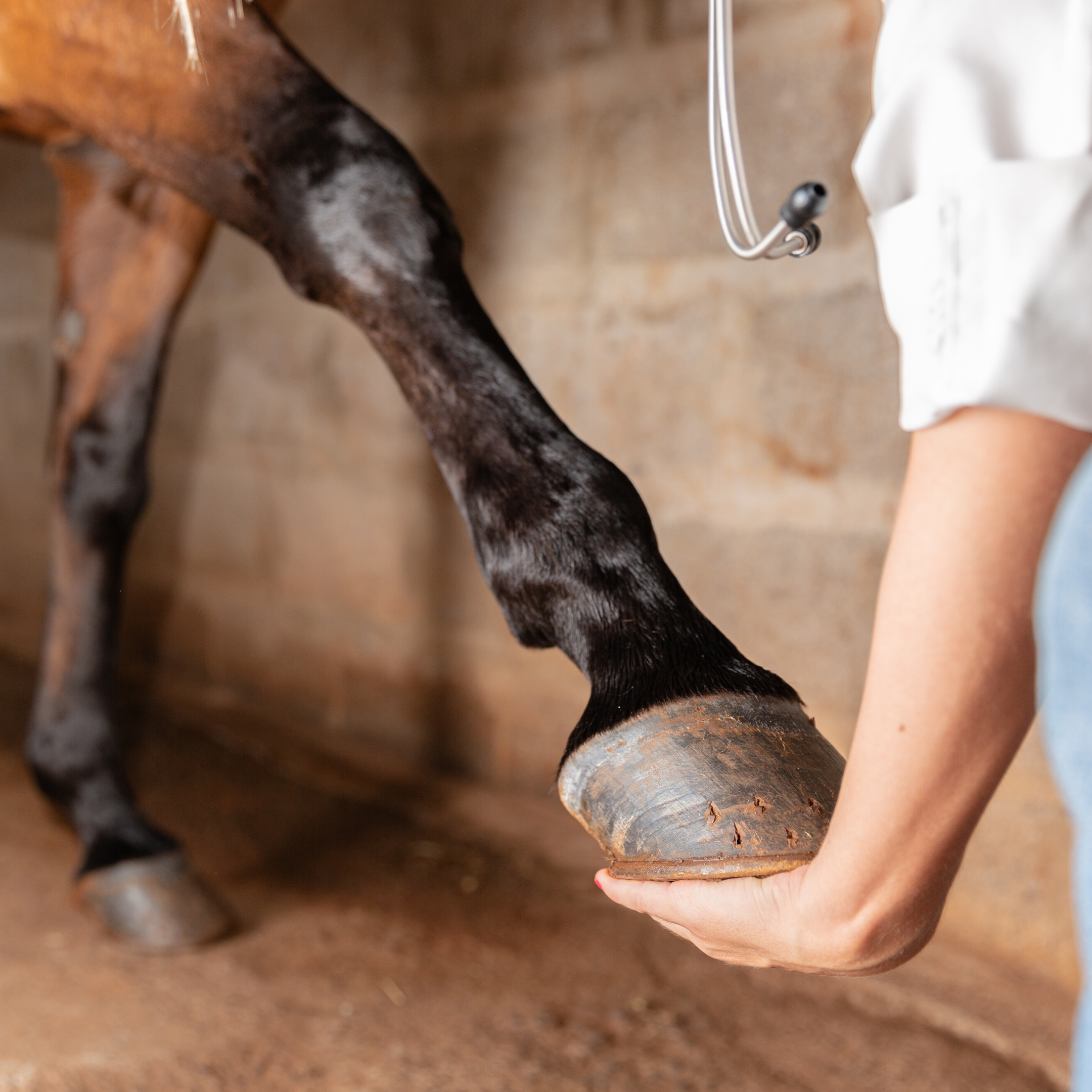 What’s in a Lameness Exam?