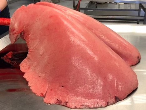 Horse Lungs vs. Human Lungs | Learn About Horse Lung Health