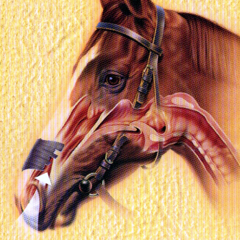 How do FLAIR® Equine Nasal Strips work?