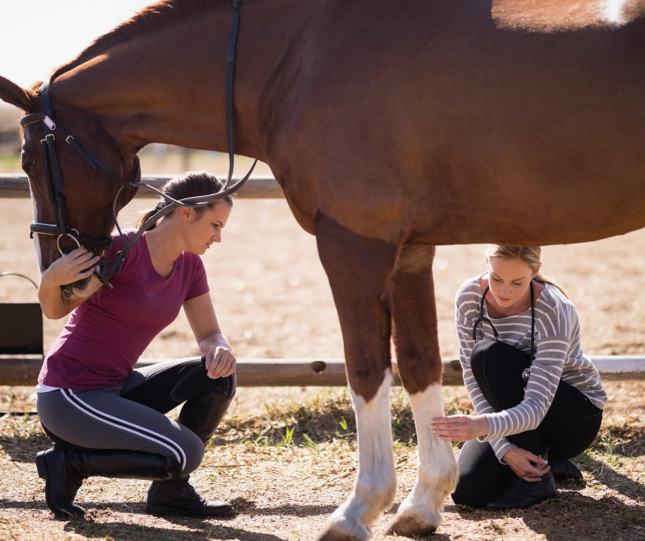 The Pre-Purchase Exam