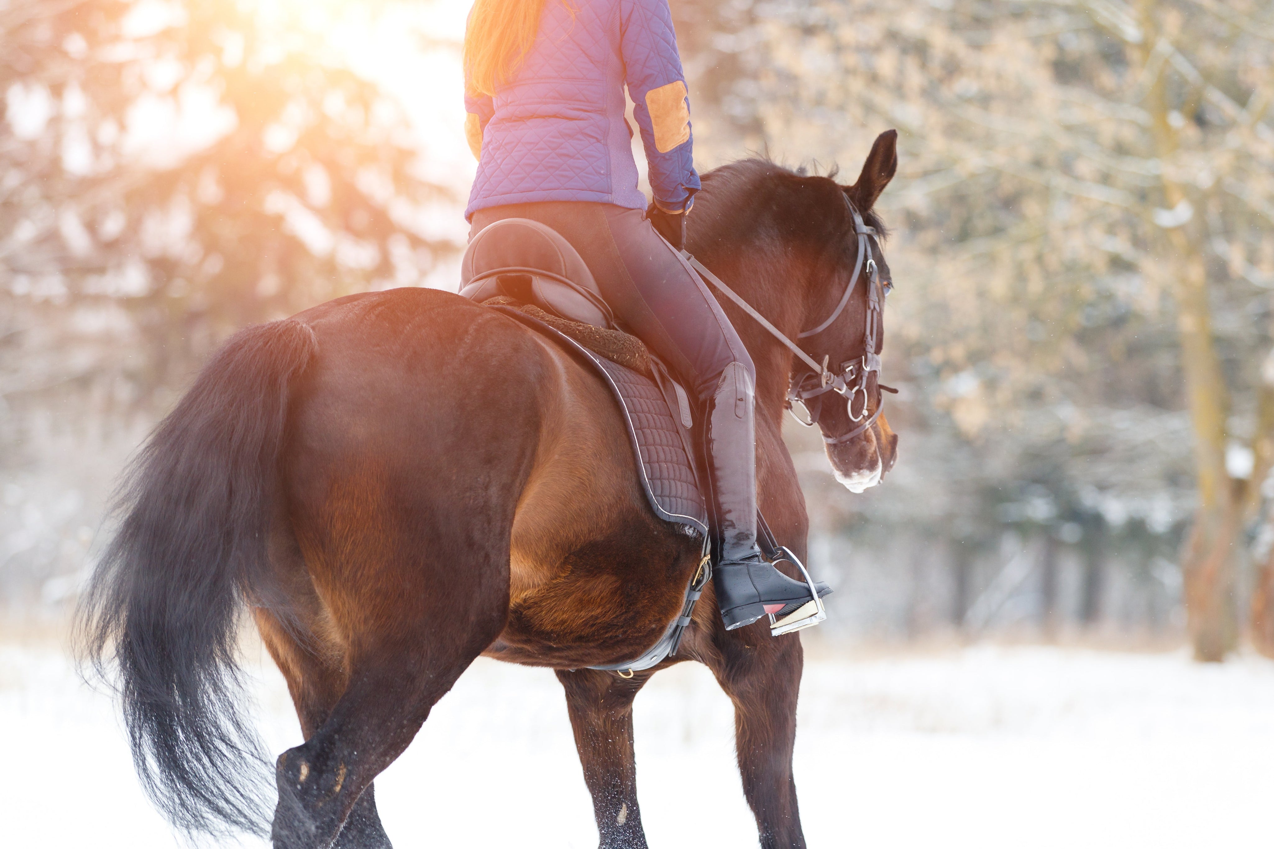 Tips to Safely Exercise Horses in Winter