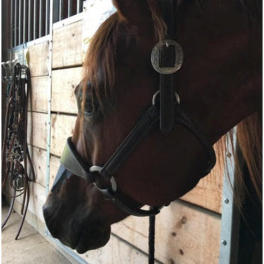 The Health of Your Horse is in Your Hands