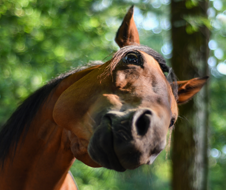 Understanding Headshaking