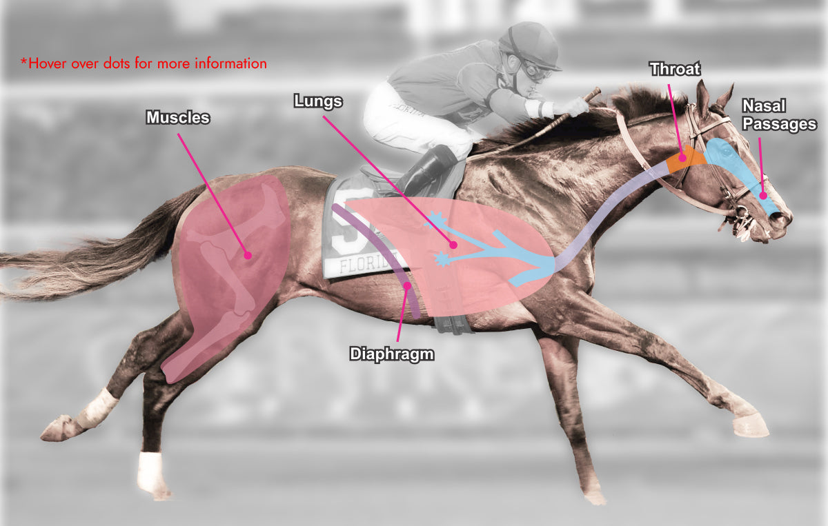 Horse respiratory system overlay