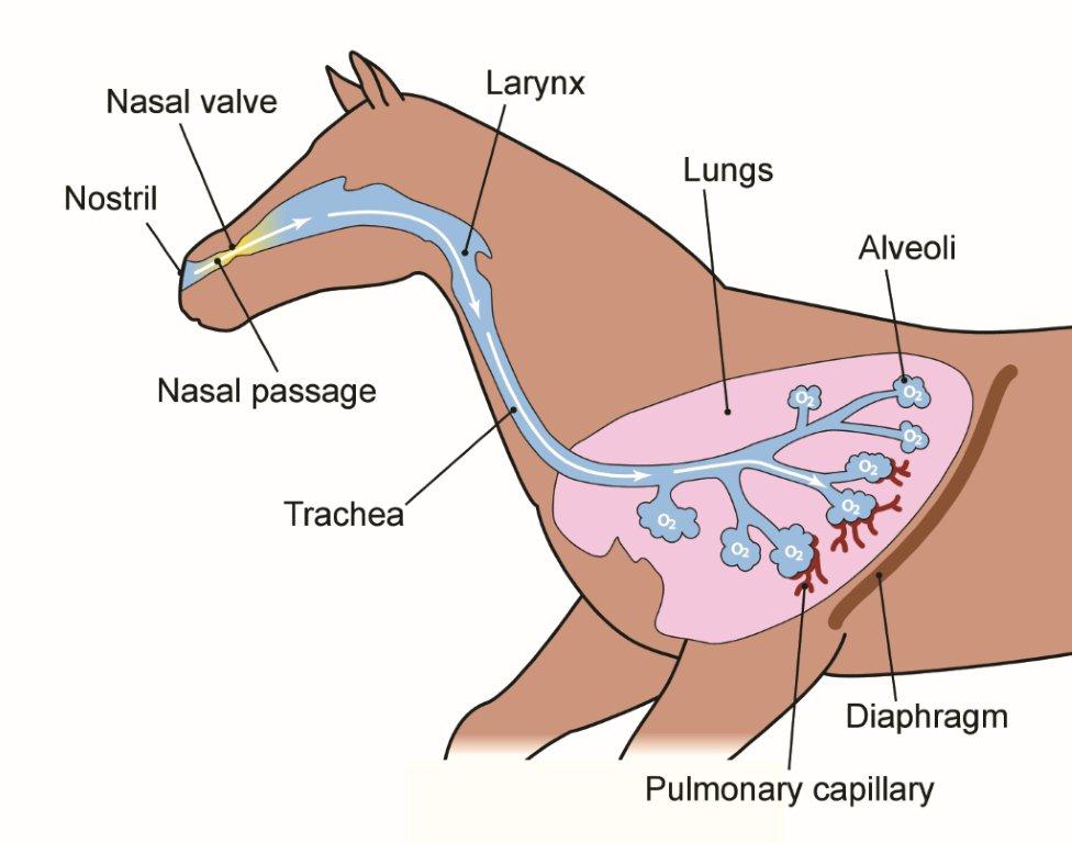Equine Respiratory System