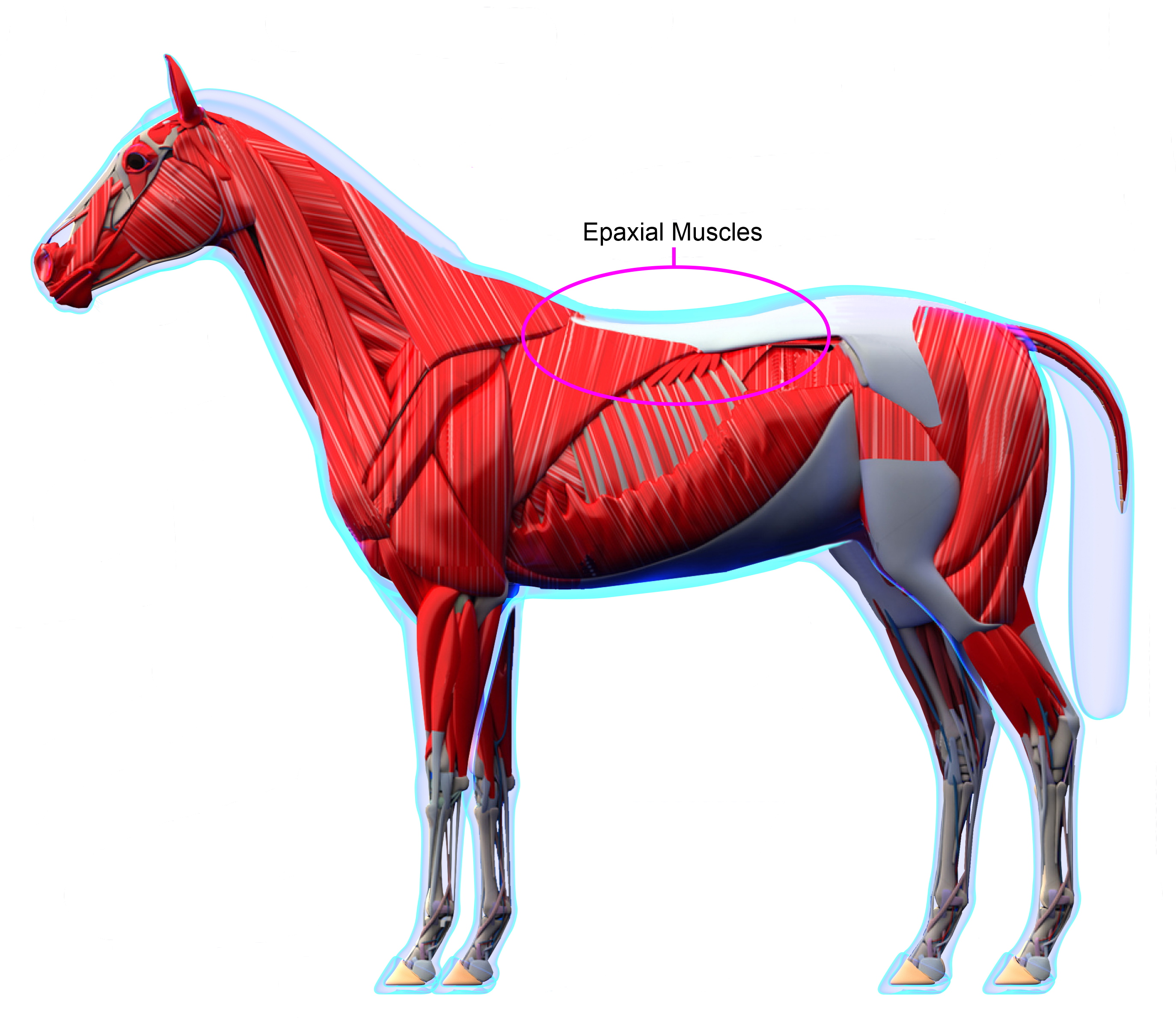 The Importance of Saddle Fit - Achieve Equine, LLC