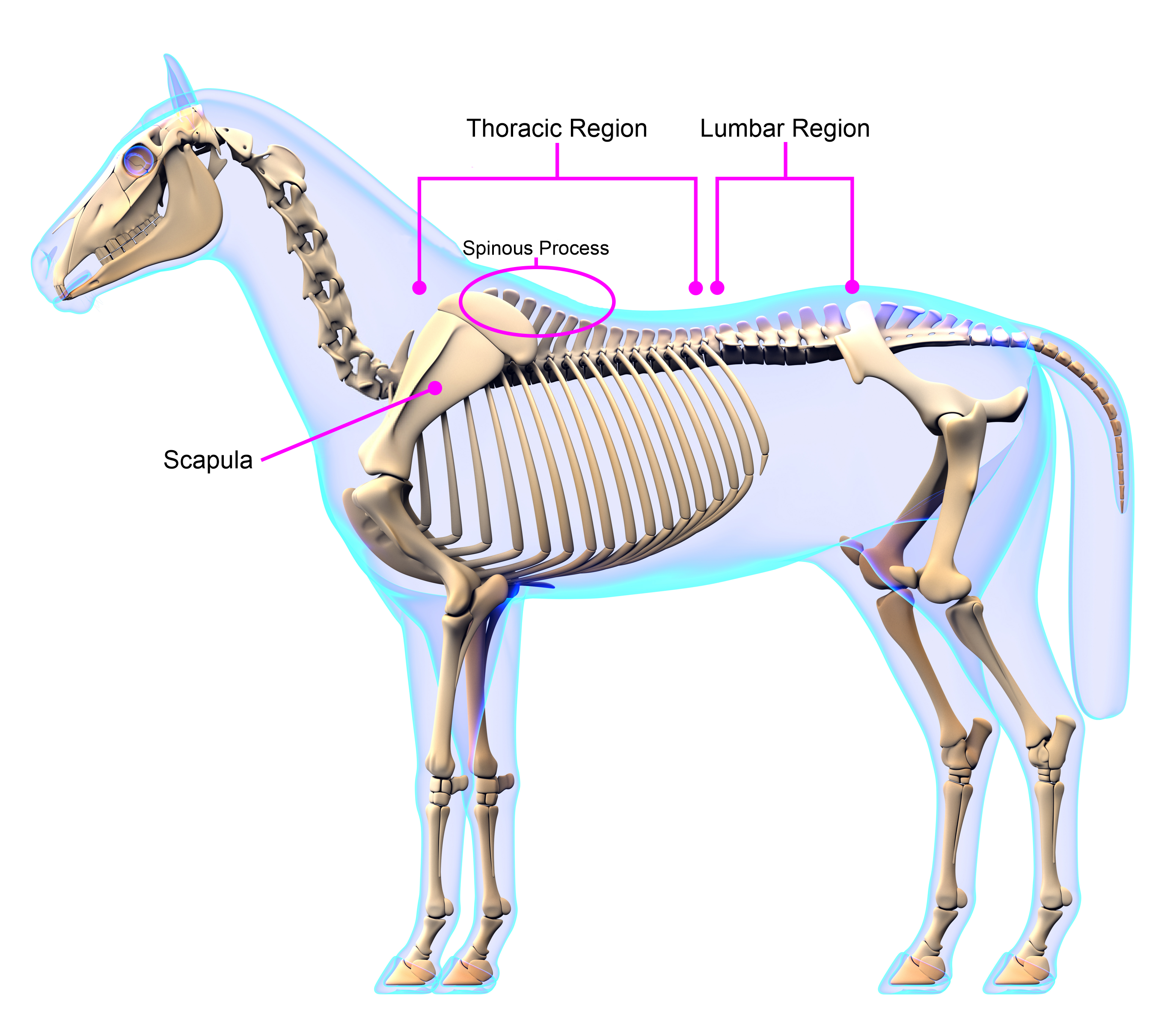 The Importance of Saddle Fit - Achieve Equine, LLC
