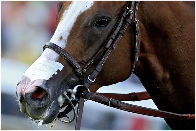 Keep Your Horse Safe on Race Day